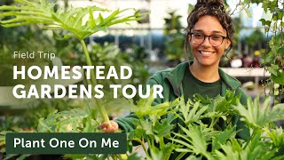 Homestead Garden HOUSEPLANT Tour - Ep. 368