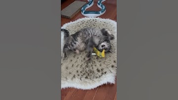Gucci (10) is going bananas! #cat #catvideos #catnip #banana