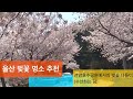 울산 벚꽃 명소 선암호수공원