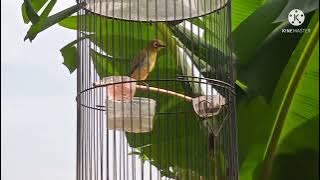 #suarapleci dakun bali nembak kenarian, pleci gacor , materi mewah