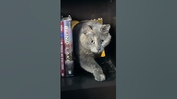 All libraries should have a hidden entrance 🐈‍⬛📚