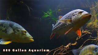 Peacock Bass, Oscar, Jaguars and More...880 DIY Gallon Aquarium