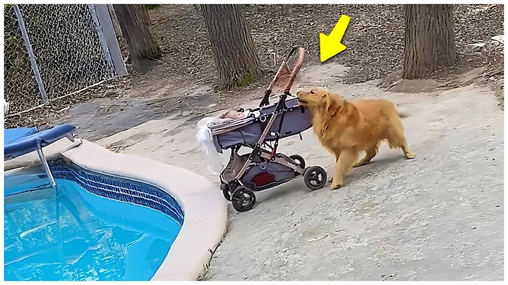 50 Hero Animals That Saved Human Lives 💕 I Best of 2025!