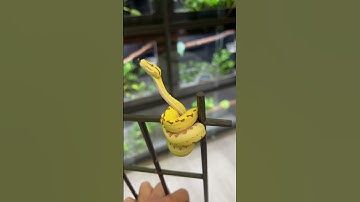 🐍 Discover a rare gem: a yellow unlike any other in our green tree python! 🌿✨