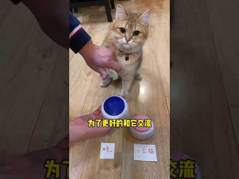 【麻蛋和丑丑】看到最后，发晴小母猫要吃小公猫？