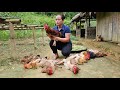 Harvesting Chicken &amp; Green Bean Goes to market sell, Animals care | Lý Thị Ca