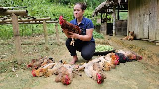 Harvesting Chicken & Green Bean Goes to market sell, Animals care | Lý Thị Ca
