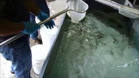 Geiger Testing Video