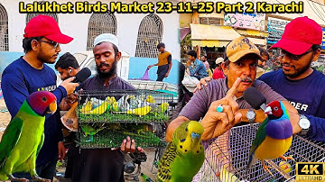 Lalukhet Unique Birds Market 23-11-25 Karachi Latest Market Updates | java Sparrow Cockatiel Birds