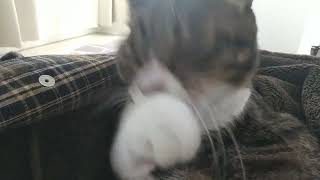 【顔洗う】Cat grooming its face  #オッドアイ by 💛猫のカノコ💙【ｵｯﾄﾞｱｲ】 93 views 12 days ago 12 seconds