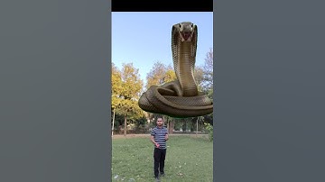 Funny Snake Video I Anaconda Real snake #funny #shorts #trending #youtubeshorts #viralvideo