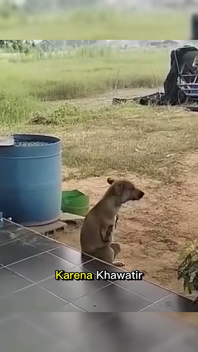 Anjing Berkaki Dua Menghormati Kebersihan !!