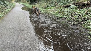 Muddy dog happy dog!