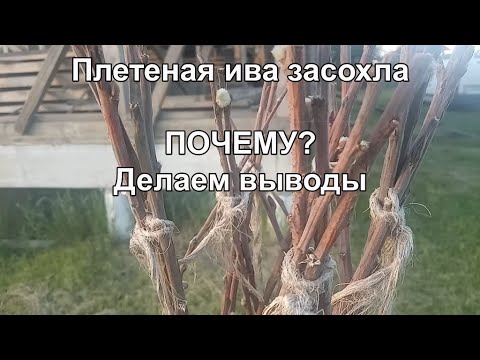 Плетеное дерево из ивы: почему не прижилось? Когда сажать? Как ухаживать?