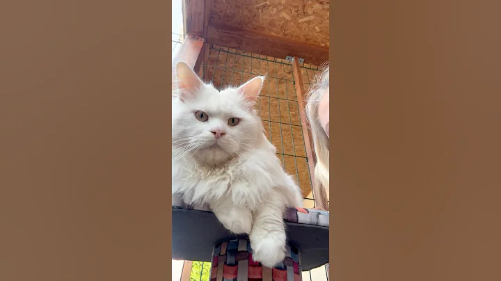 Watch the video about Solid White Maine Coon 3 years old #mainecoonkitten #mainecooncatlovers #mainecoon #cat