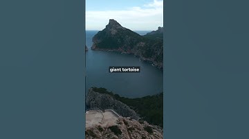 The Pinta Giant Tortoise: A Lost Legend of the Late 20th Century"