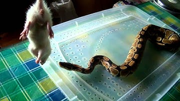 TERRA my ball python strike and constrict