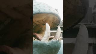 ancient Hippopotamus | Suketi fossil park