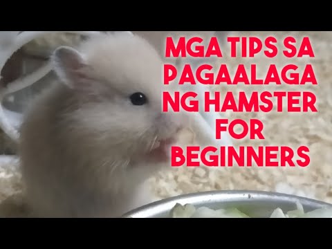 MGA TIPS SA PAG-AALAGA NG HAMSTER|FOR BEGINNERS