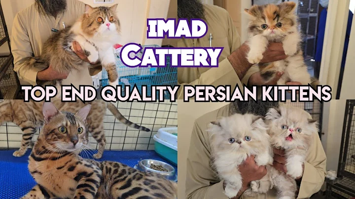 Watch the video about Top end Quality Persian kittens & cat's available at imad Cattery hyderabad extreme punch face cat