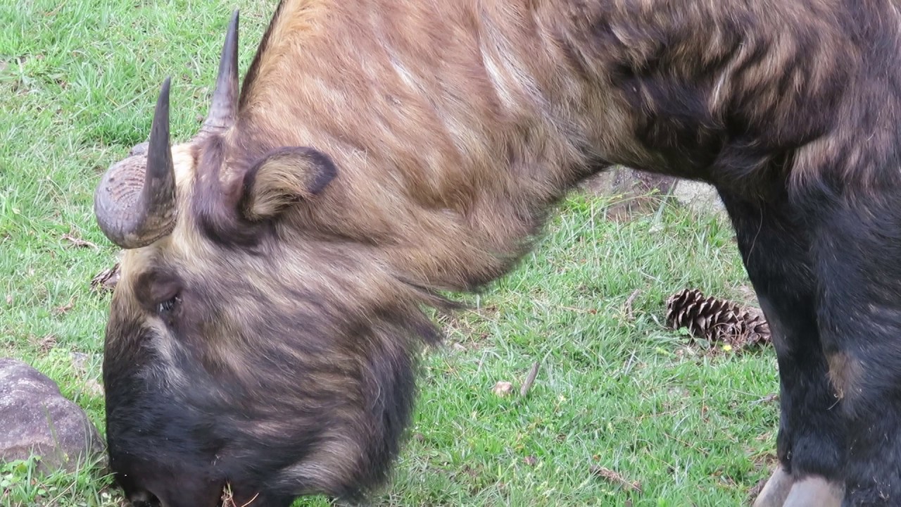 ブータン旅行記１７ ブータンの国獣に会いに行こう ティンプーにあるターキン保護区へ いい旅ブータン