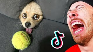 World's Funniest Animals!