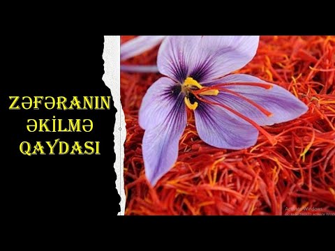 Zəfəranın əkilmə vaxtı və qaydası.