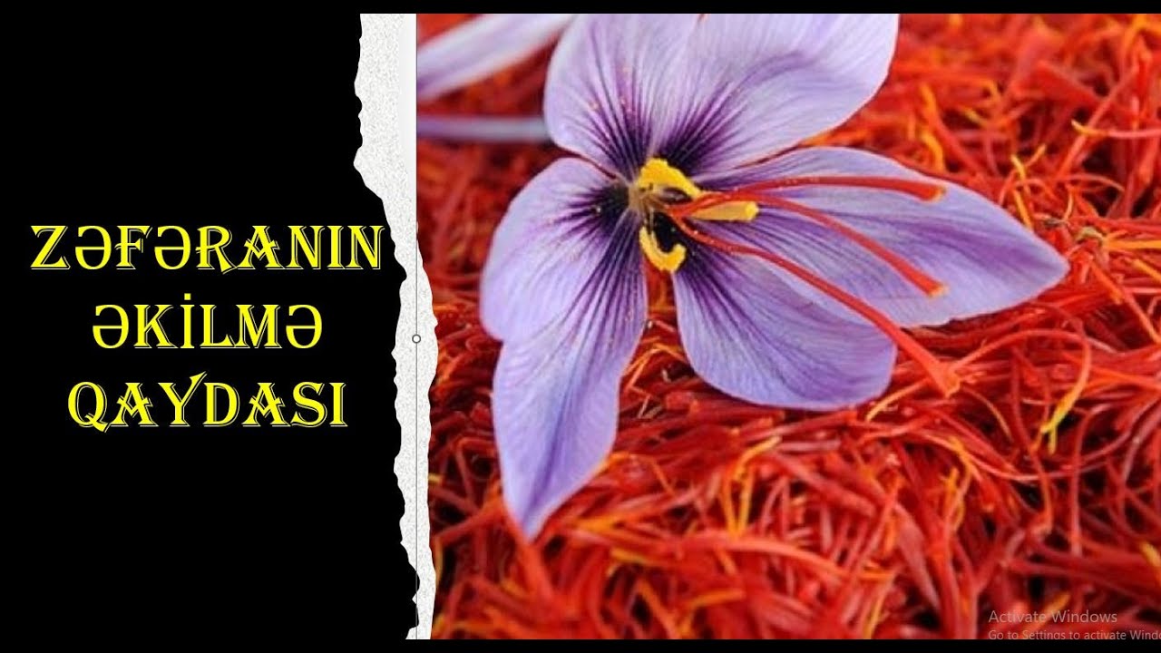 Zəfəranın əkilmə vaxtı və qaydası.