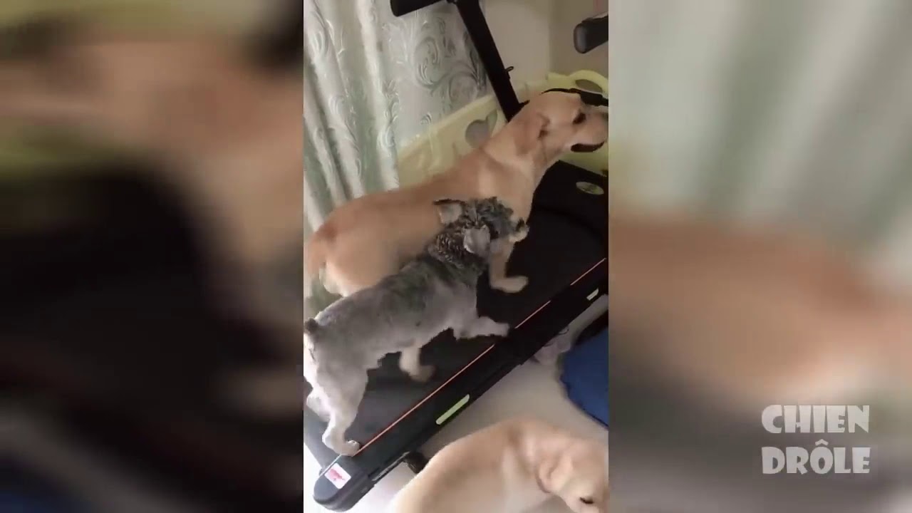 Youtube Video Statistics For Essayer De Ne Pas Rire Videos Droles De Chiens 2019 2 Noxinfluencer