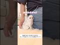 絶対に離れようとしない極小チワワさん　#dog #チワワ #chihuahuafanclub #chihuahua #犬のいる生活 #愛犬 #犬のいる暮らし #犬 #極小チワワ