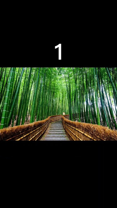 pilih jalan favorit kalian #pemandangan #aesthetic