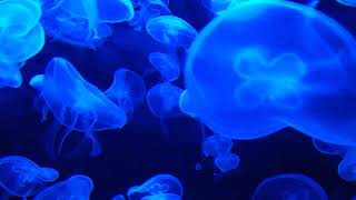 blue-jellyfish - قنديل البحر الأزرق