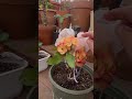 Blossom King con semilla