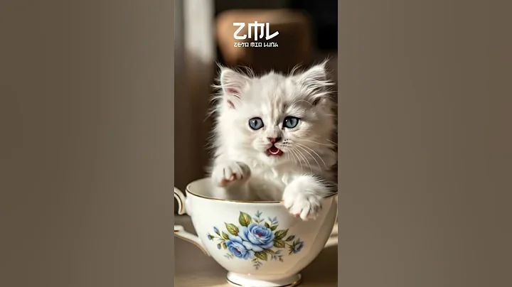 Watch the video about Meow City