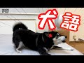 「お姉ちゃんがいない！」と激しく犬語で訴えて来る柴犬（№217）