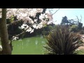 ♥ &quot;A Groovy Kind of Love&quot; (Springtime in Golden Gate Park)