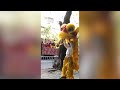 Professional lion dance team joins young girl practicing by roadside in s china