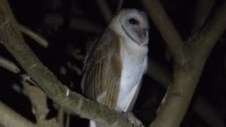 Owl Sounds | Calling Screehing |  Unbelievable Flight / Slowmotion Flight / Owl Fly Silently by BEAUTIFUL WORLD 465 views 1 year ago 2 minutes, 17 seconds