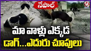Heart Breaking Scene : Dog Refuses To Leave Flood Hit Home, Still Waits For Family Return | V6 News