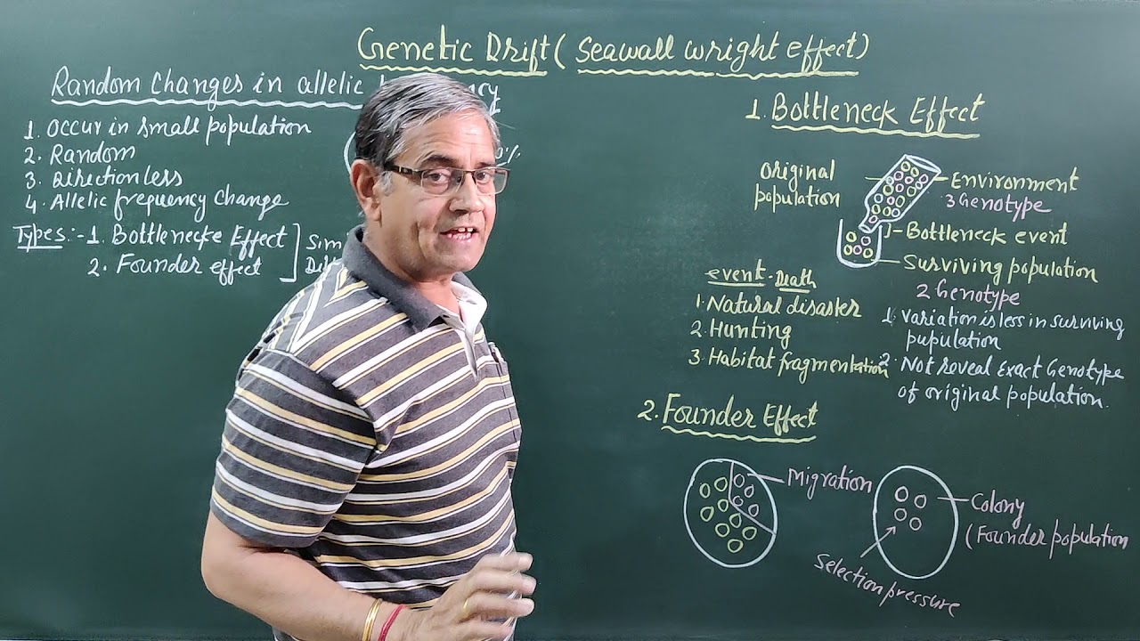 Genetic Drift || Sewall Wright Effect