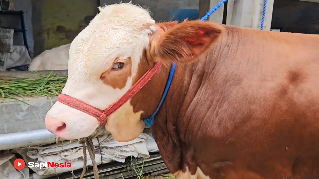 Usia 9 Bulan ! Pedet Simental Joss Jiss Calon 1 Ton Up !! Cocok Buat Amunisi Kontes APPSI Wonosobo ?