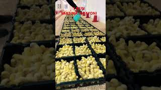 Broyler Juja Boqish Boshlandi