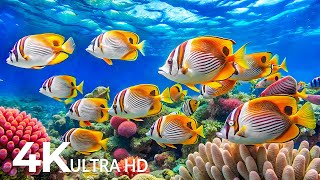 Aquarium 4k VIDEO (ULTRA HD) - Captivating Moments with Beautiful Coral Reef Fish - Relaxing music