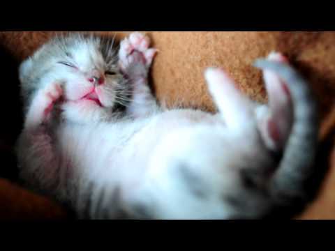 Adorable 2 Week Old Kitten Dreaming