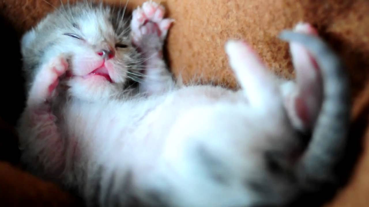 Adorable 2 week old kitten dreaming YouTube