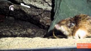 Mouse Uses Scorpion Venom as Painkiller