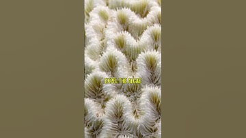 When Coral Reef Goes White: The Bleaching Effect