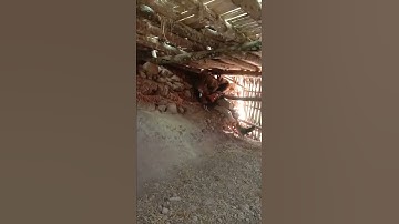 gà rừng rặc gáy rất là hay,qaib qus 💯 qua zoo heev