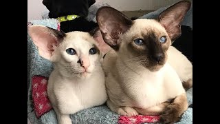 Oriental Shorthair Cats