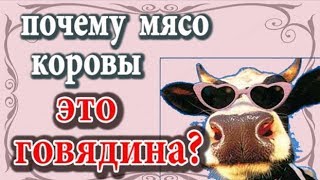 Почему мясо коровы это говядина